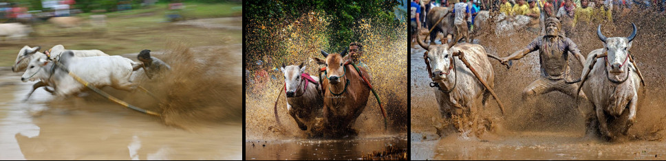 Three views of a Pacu Jawi race: a pair of cattle running through a flooded field in a blur of motion; two cattle charging towards the camera through flying mud and spray; and a jockey braced behind his pair with a crowd watching from the field edge.